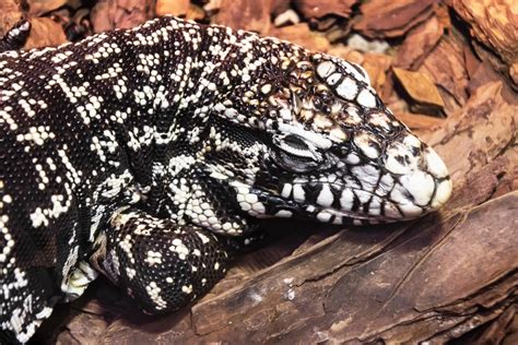 tegu enclosure size